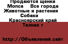 Продаются щенки Мопса. - Все города Животные и растения » Собаки   . Красноярский край,Талнах г.